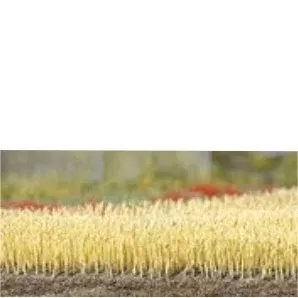 Busch HO Wheat Field
